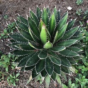 Meet your Posher, Libby